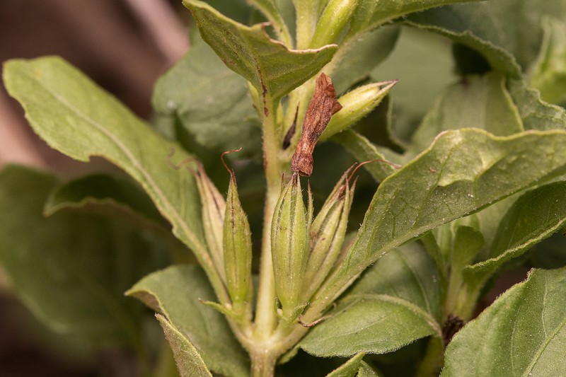 Dyschoriste vinacea