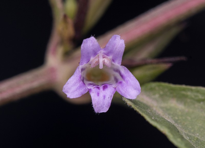 Dyschoriste vinacea photo 3