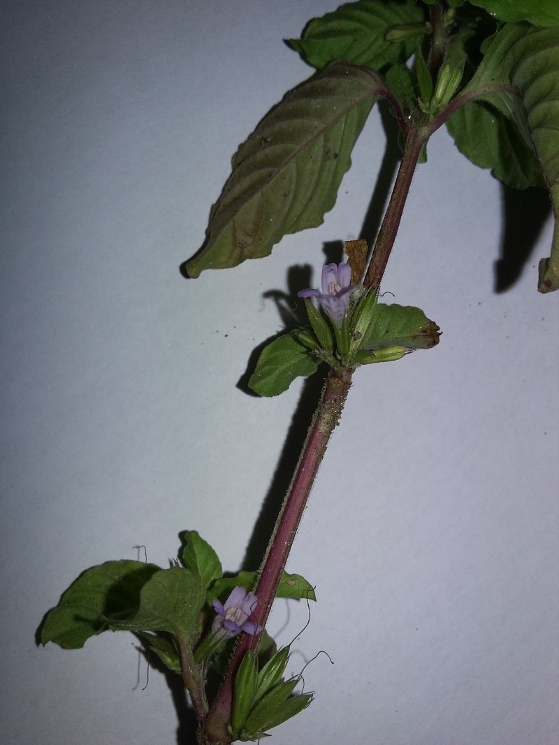 Dyschoriste vinacea photo 4