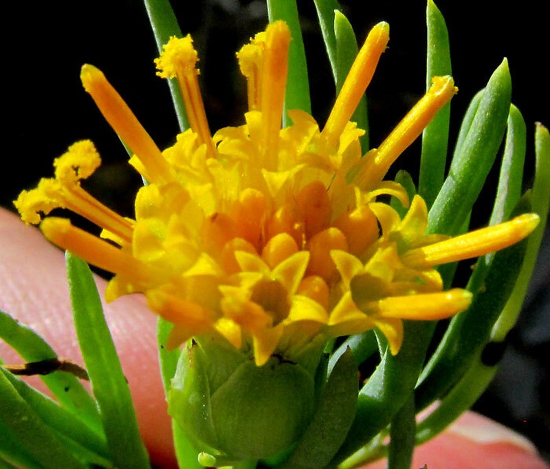 Dyscritothamnus filifolius