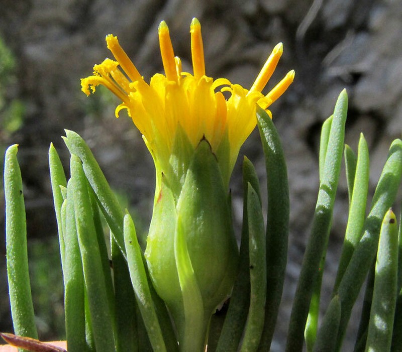 Dyscritothamnus filifolius photo 2