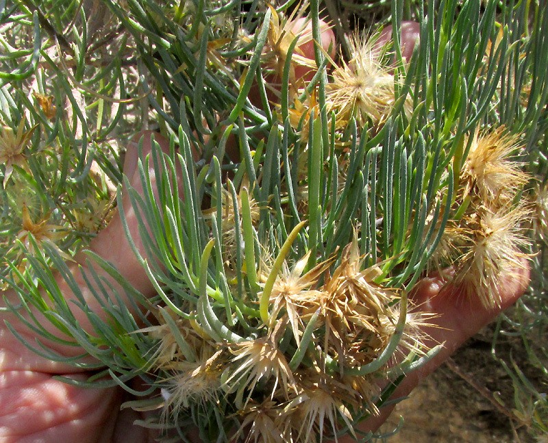 Dyscritothamnus filifolius photo 3