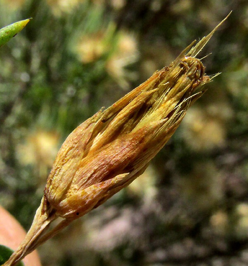 Dyscritothamnus filifolius photo 4