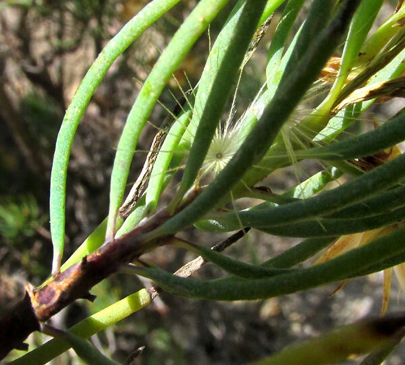 Dyscritothamnus filifolius photo 5