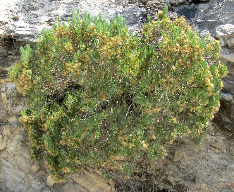 Dyscritothamnus filifolius photo 6