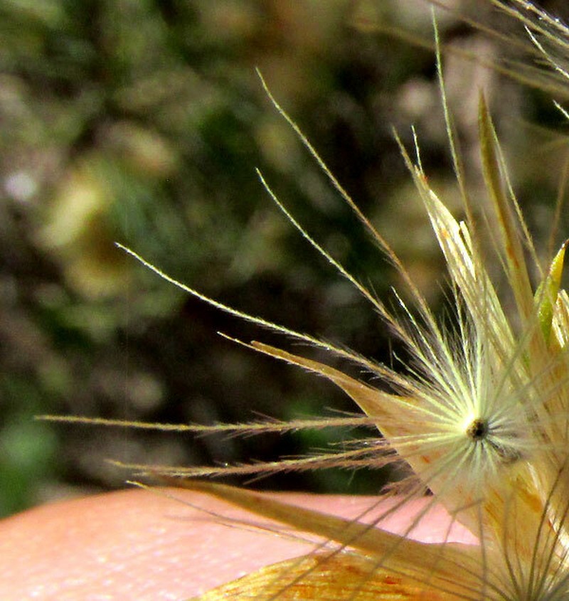Dyscritothamnus filifolius photo 7