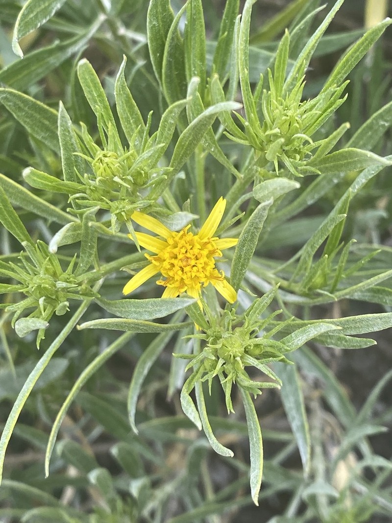 Dyscritothamnus mirandae