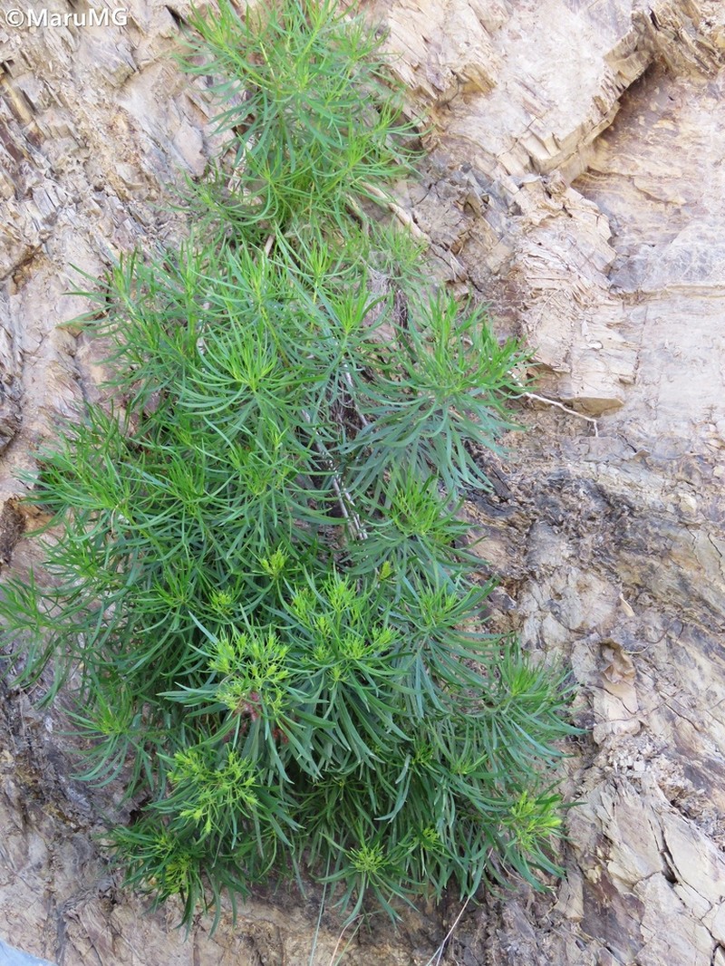 Dyscritothamnus mirandae photo 2