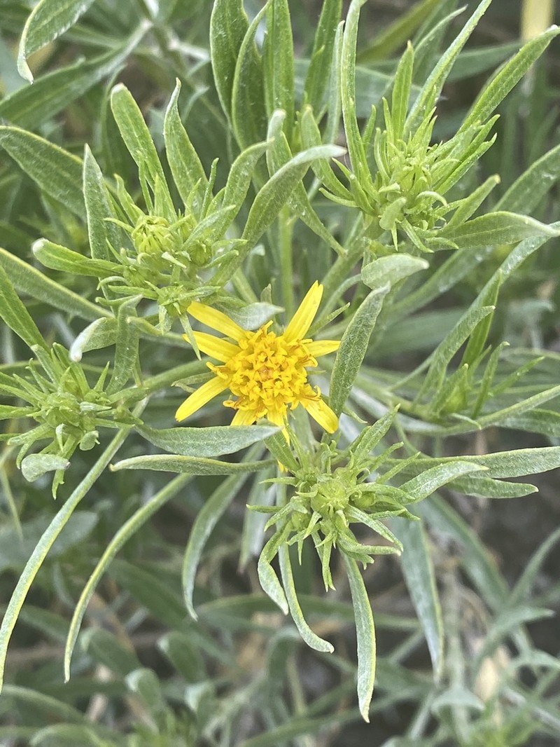 Dyscritothamnus mirandae photo 3