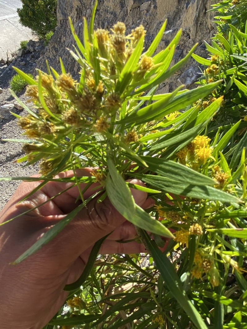 Dyscritothamnus mirandae photo 4