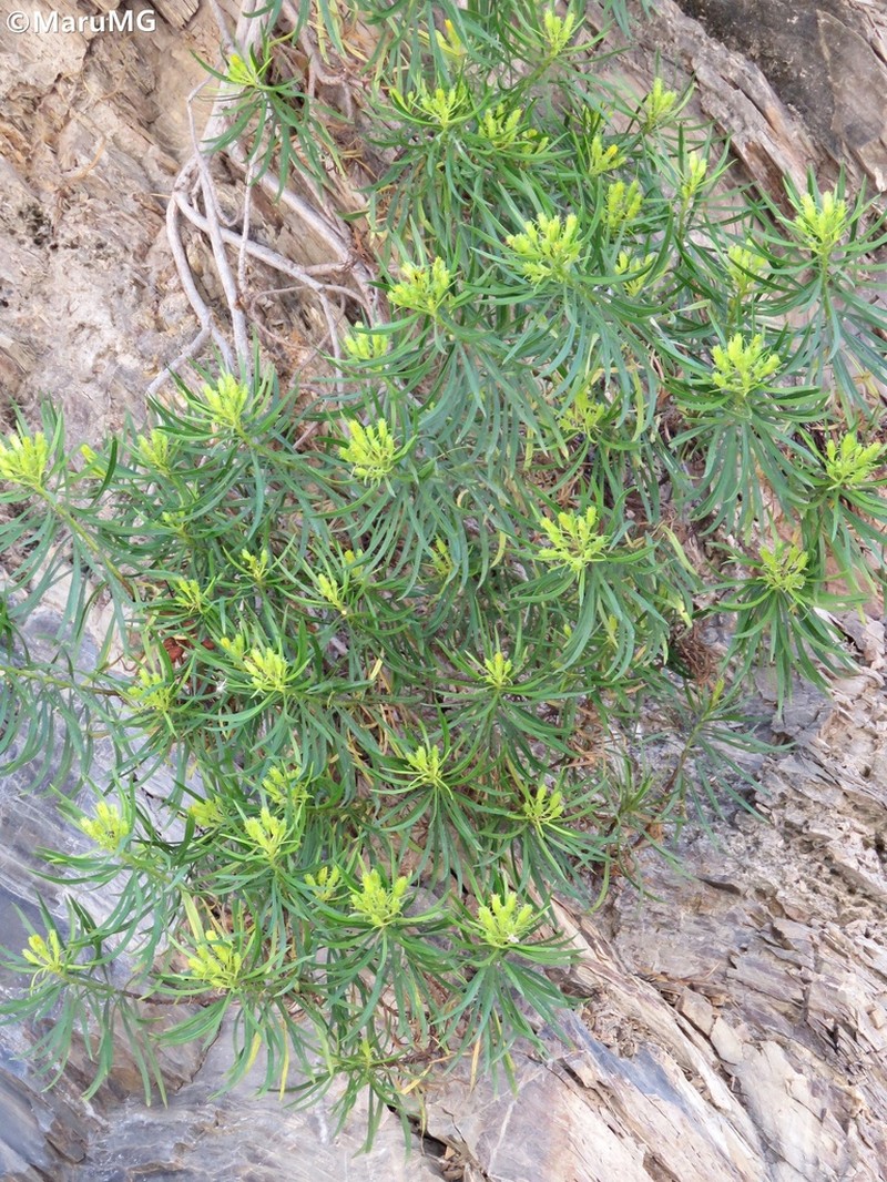 Dyscritothamnus mirandae photo 5