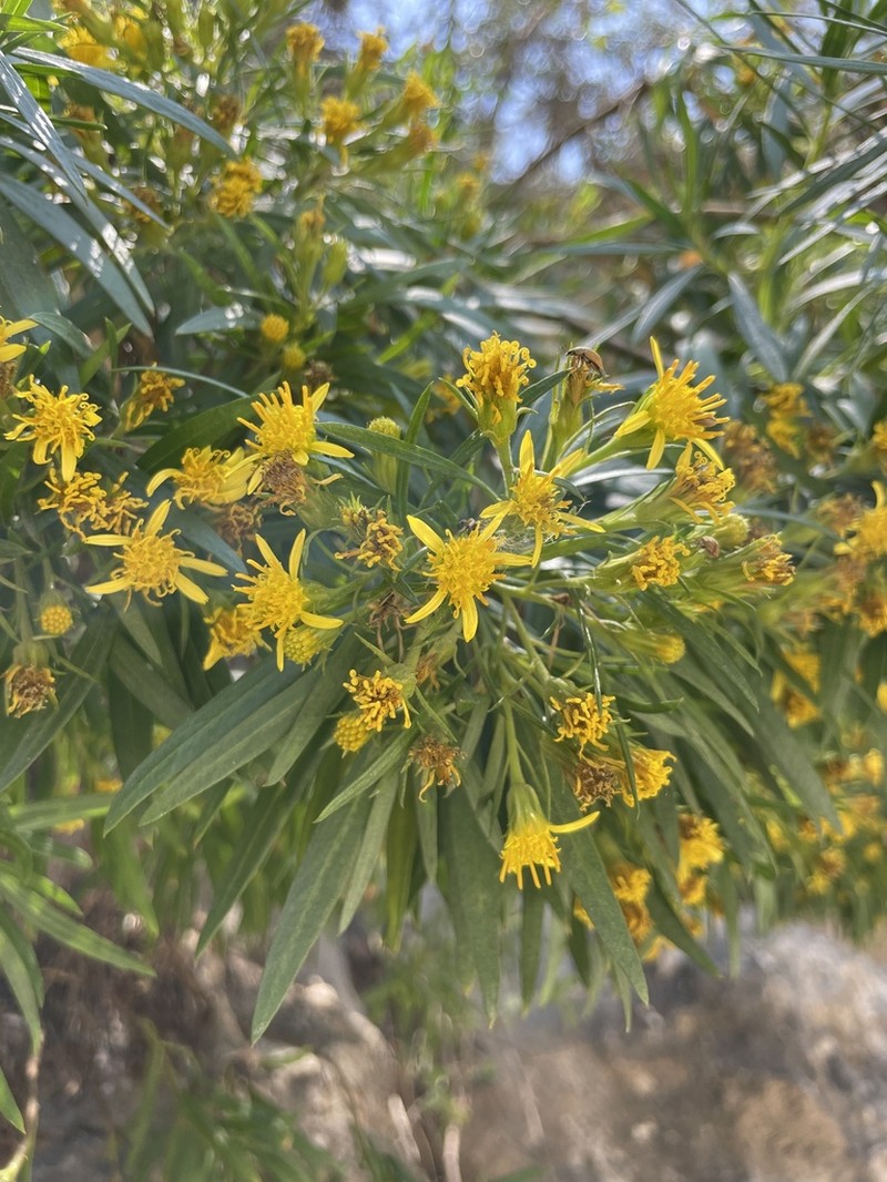 Dyscritothamnus mirandae photo 6