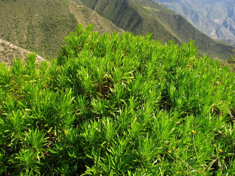 Dyscritothamnus mirandae photo 7