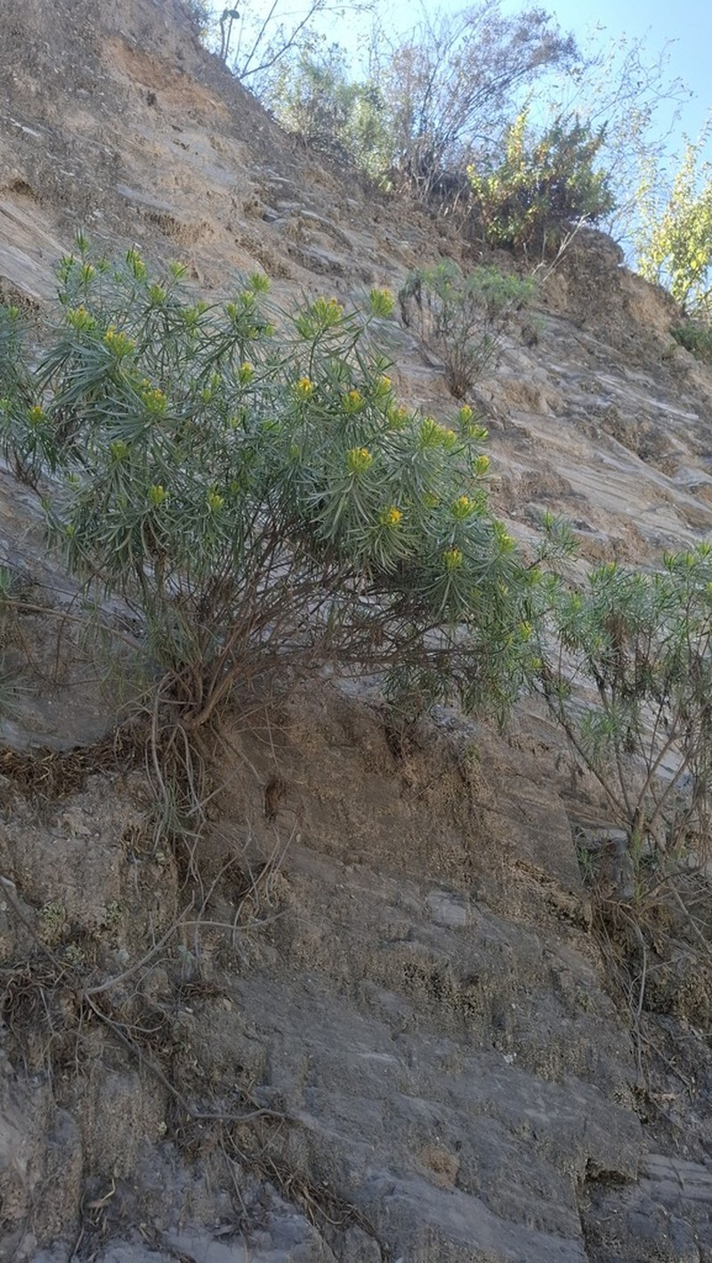 Dyscritothamnus mirandae photo 8