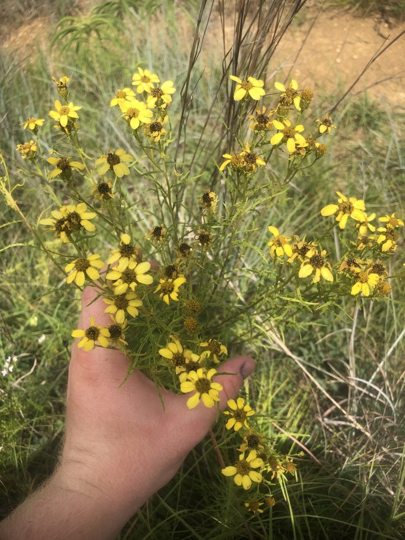 False Dogfennel