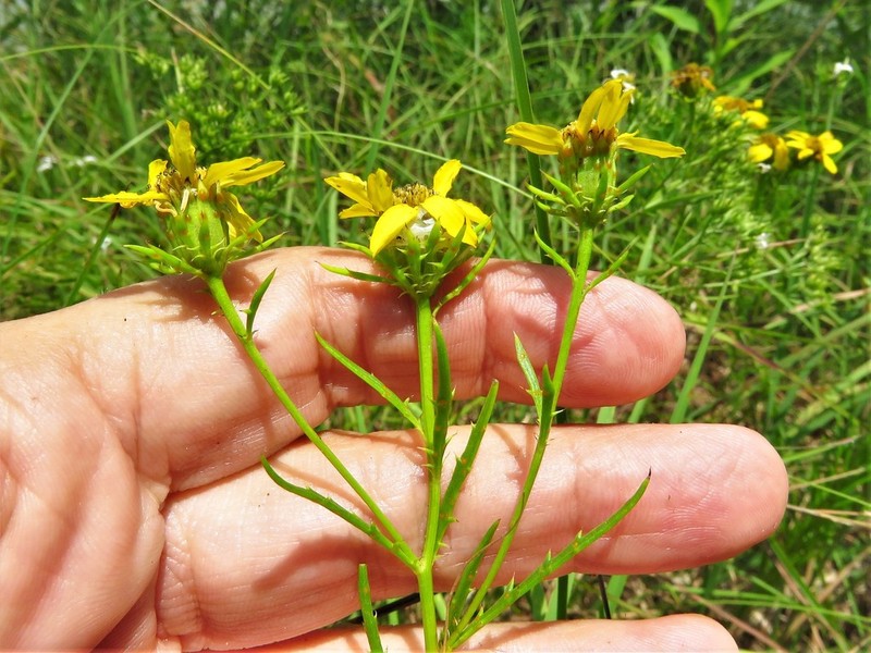 False Dogfennel photo 2