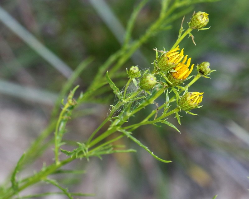 False Dogfennel photo 4