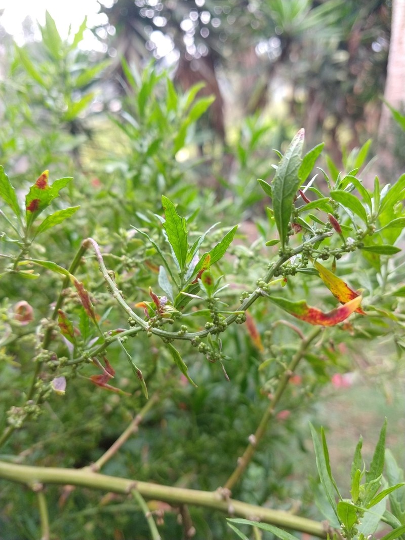 Mexican Tea photo 8