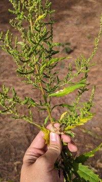 Wormseed