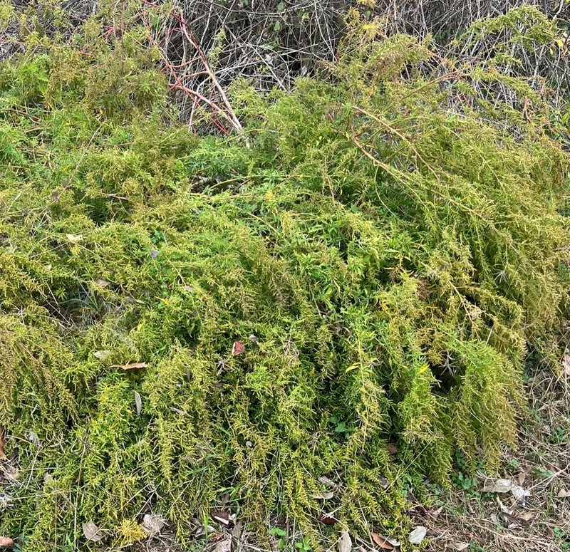 Wormseed photo 2