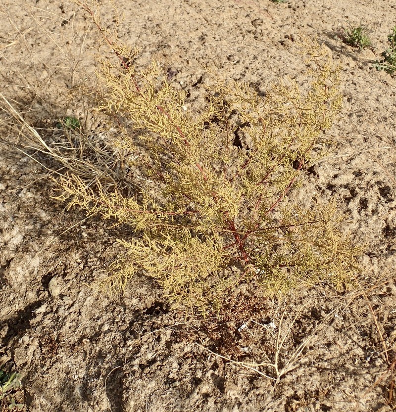 Wormseed photo 4