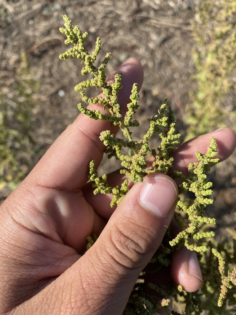 Wormseed photo 5