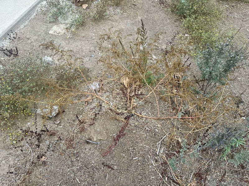 Wormseed photo 6