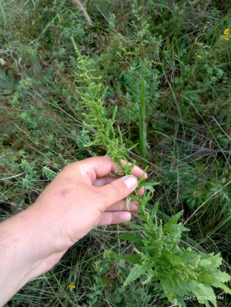Wormseed photo 7