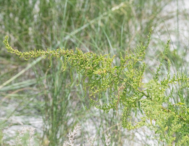 Wormseed photo 8