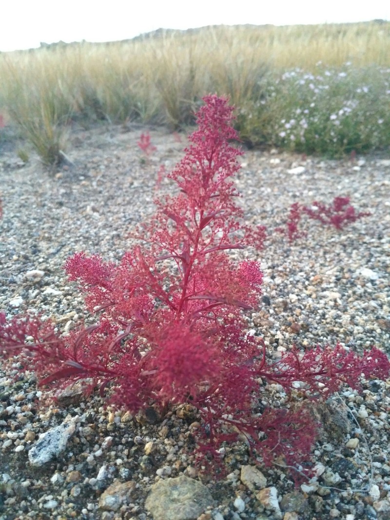 Wormseed photo 2