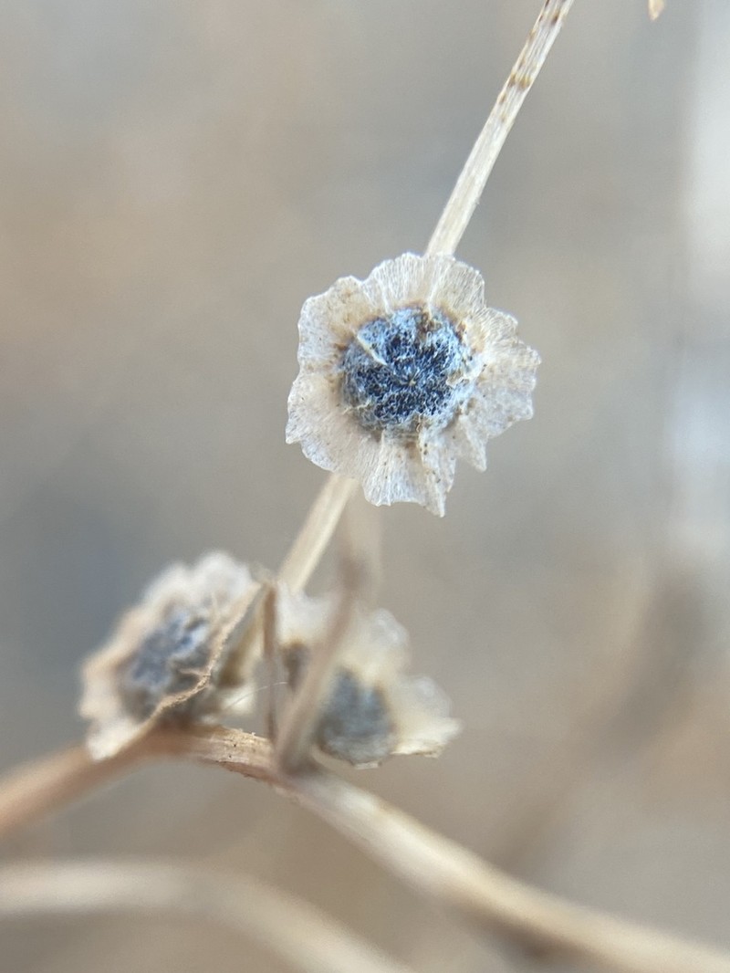 Winged Pigweed