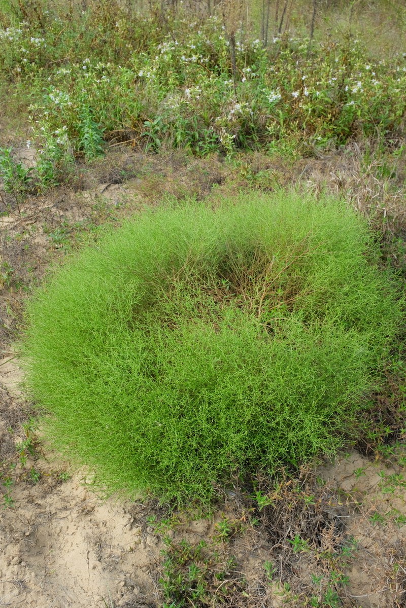 Winged Pigweed photo 2