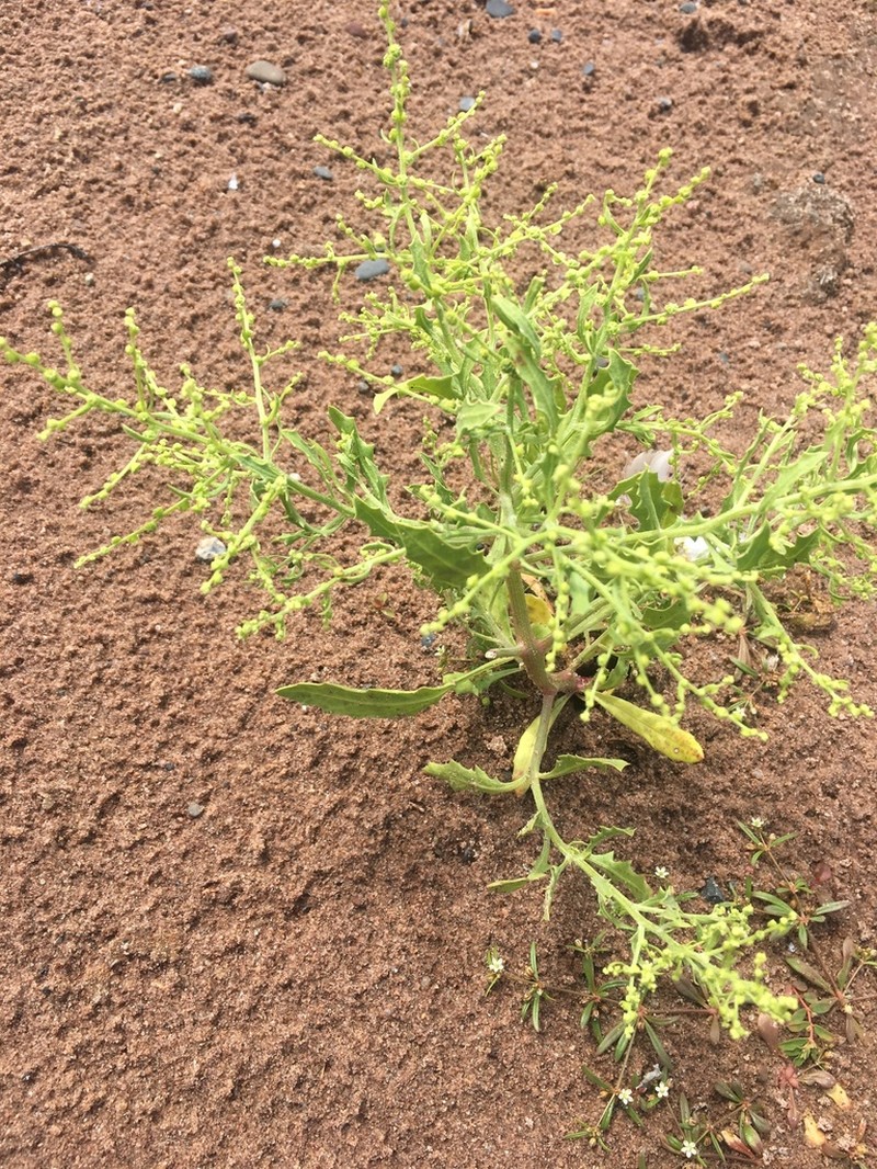 Winged Pigweed photo 3