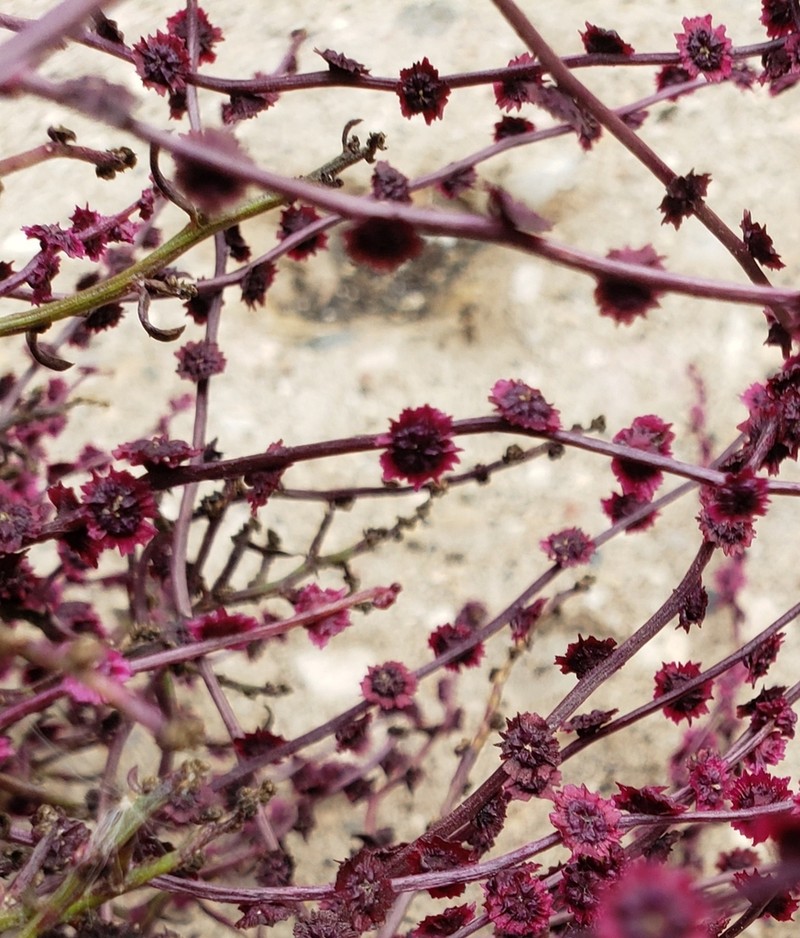 Winged Pigweed photo 4