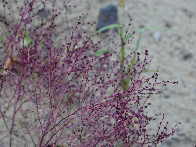 Winged Pigweed photo 5