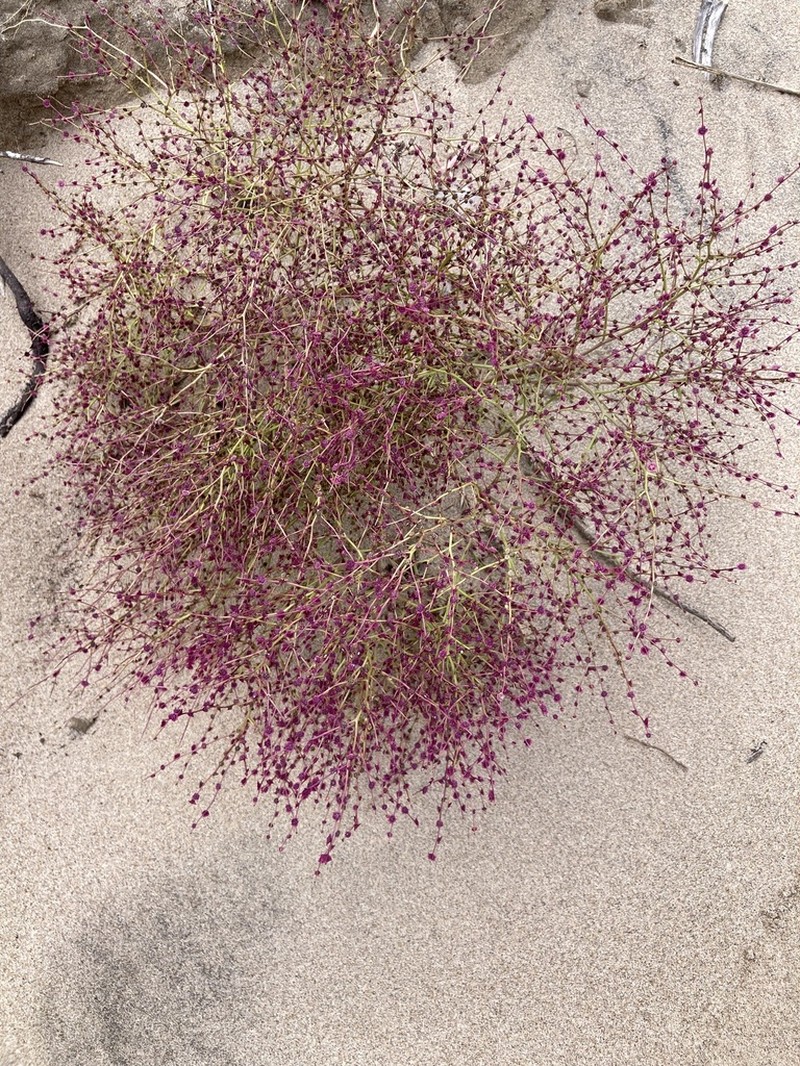 Winged Pigweed photo 7