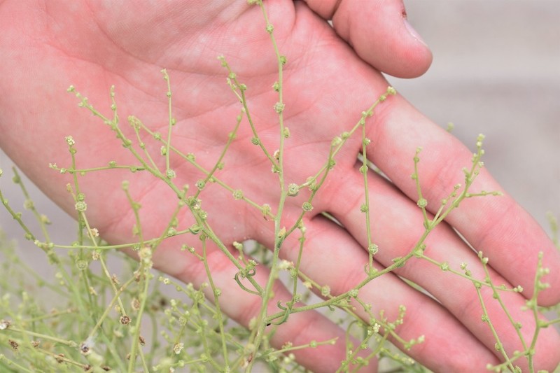 Winged Pigweed photo 8