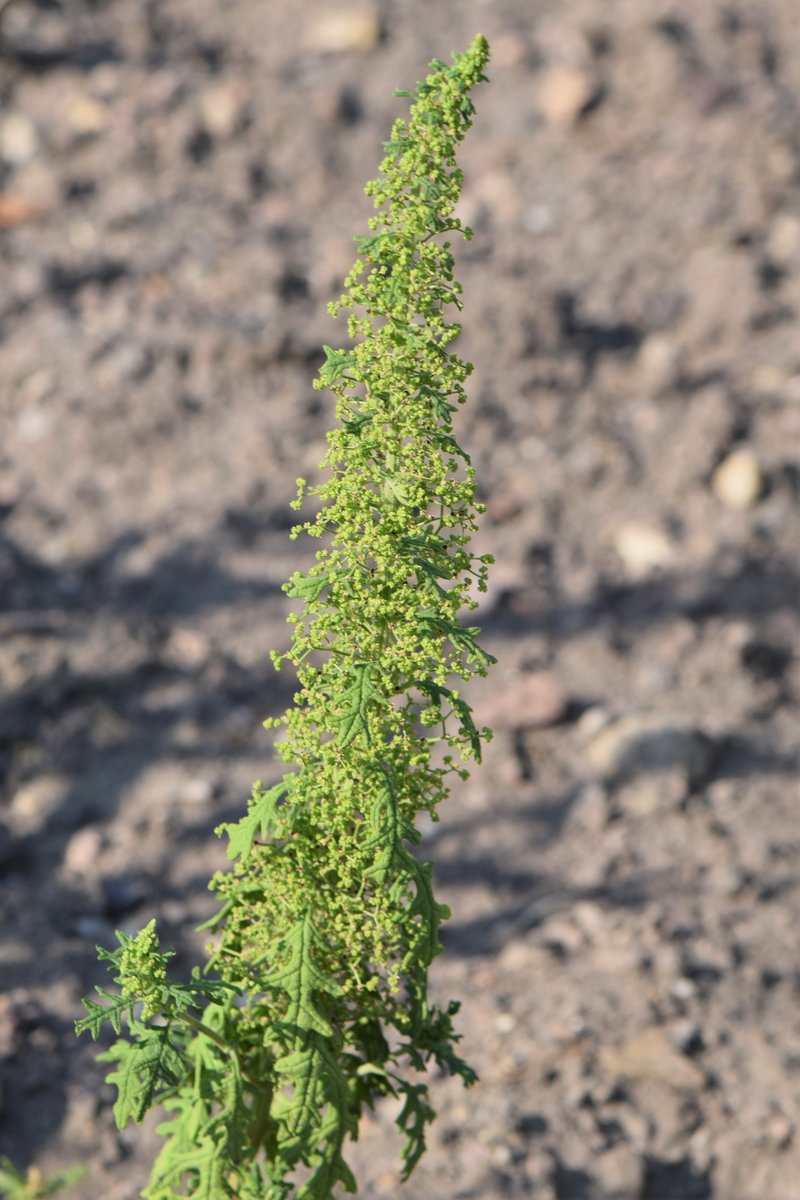Jerusalem Oak Goosefoot photo 3