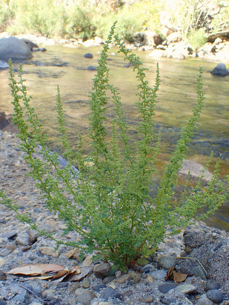 Jerusalem Oak Goosefoot photo 4