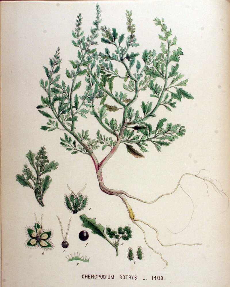 Jerusalem Oak Goosefoot photo 5