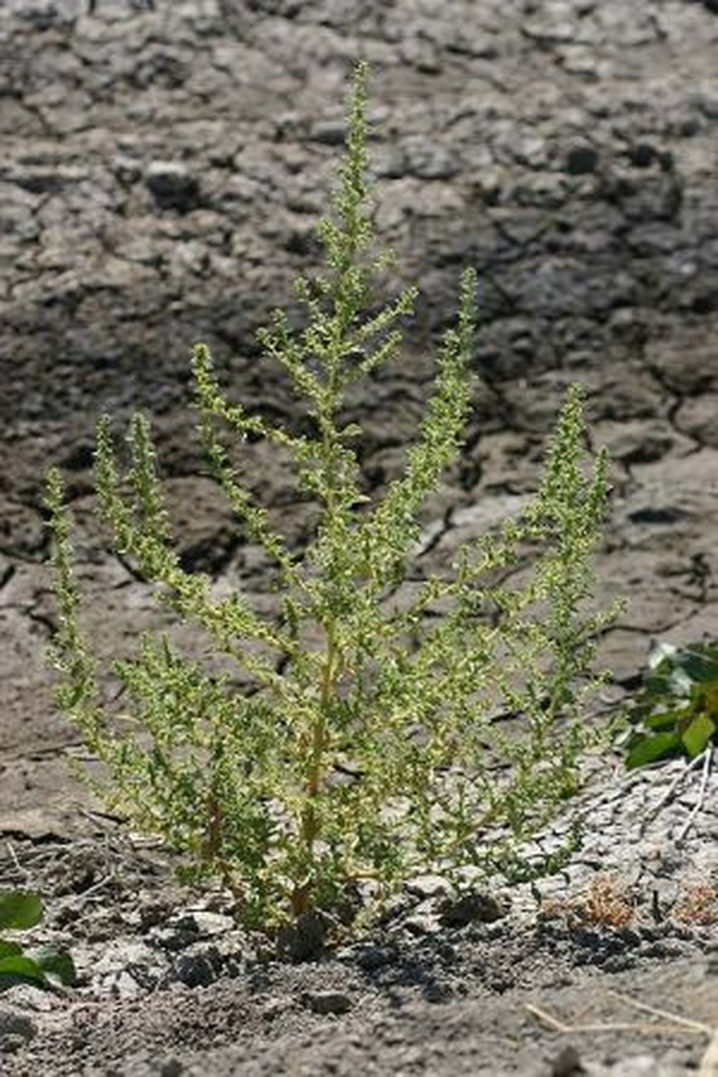 Jerusalem Oak Goosefoot