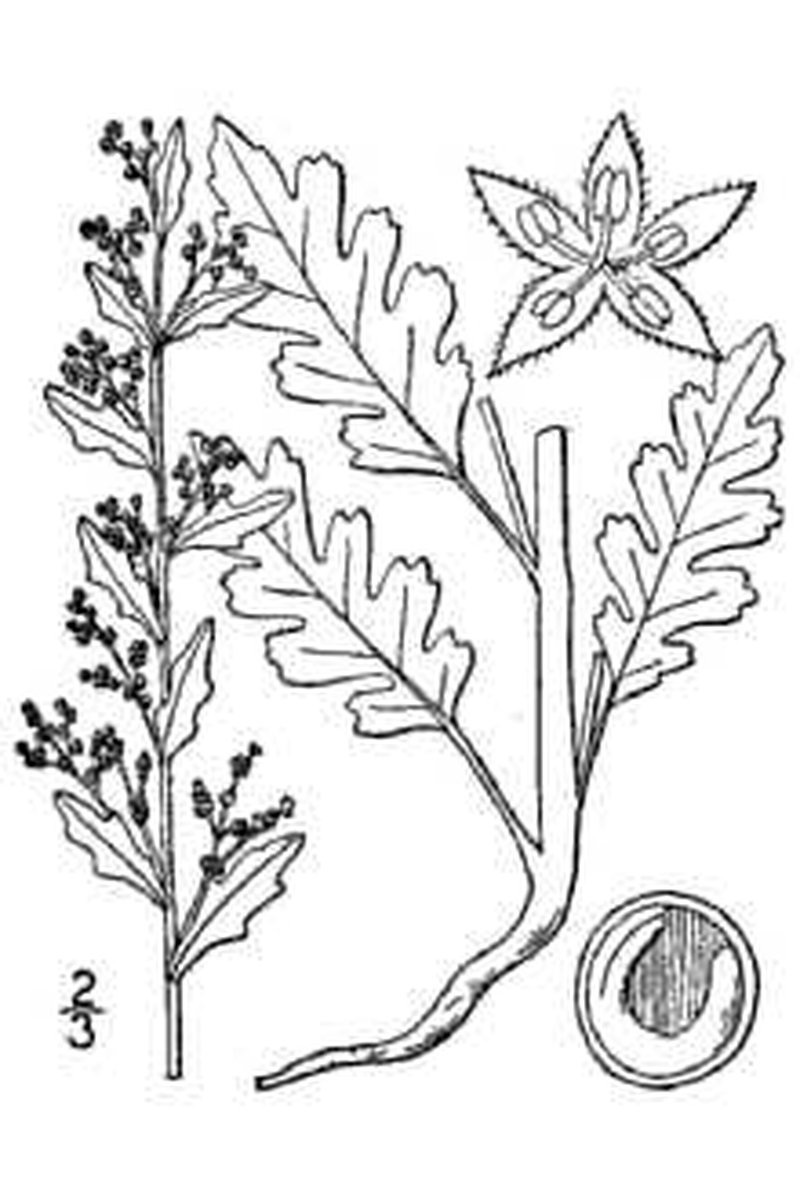 Jerusalem Oak Goosefoot photo 6