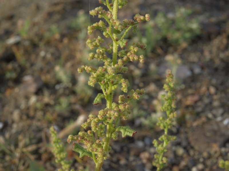 Jerusalem Oak Goosefoot photo 7
