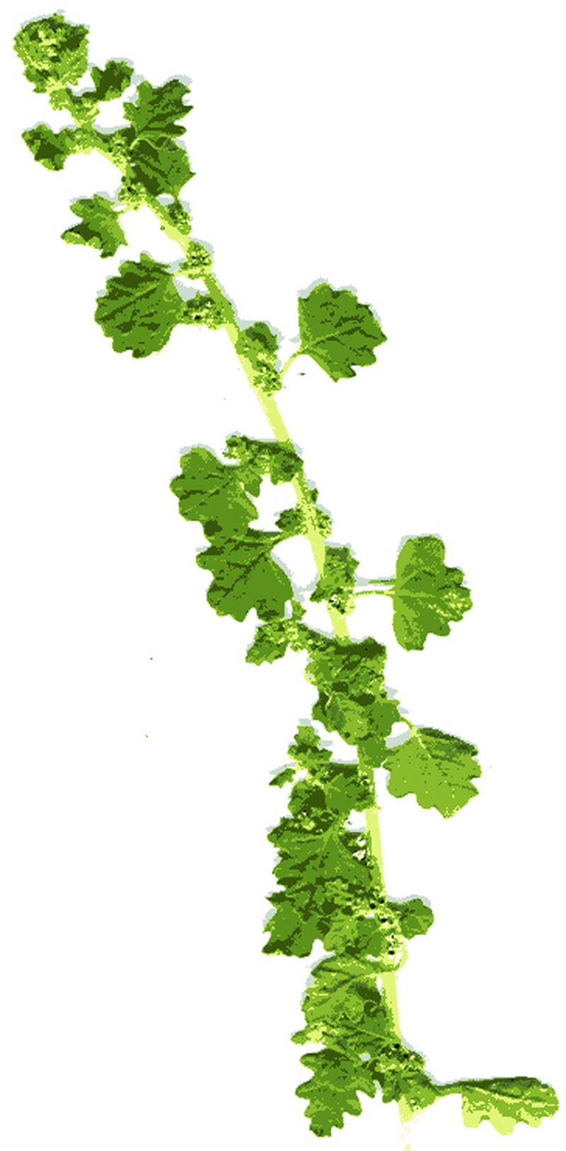 Keeled Wormseed photo 2
