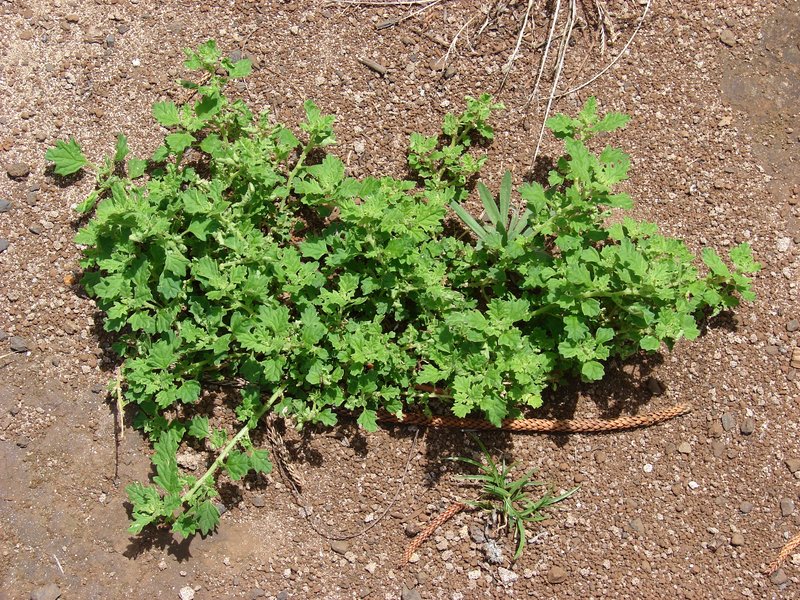 Keeled Wormseed photo 3