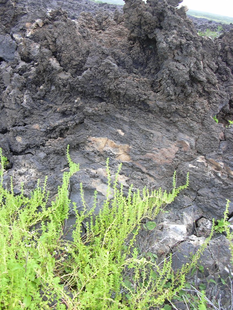 Keeled Wormseed photo 4