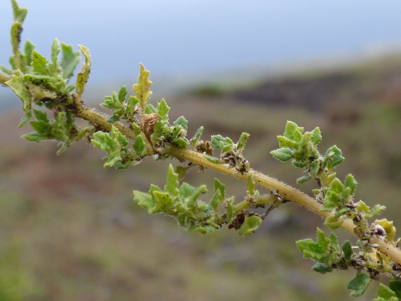 Keeled Wormseed photo 5
