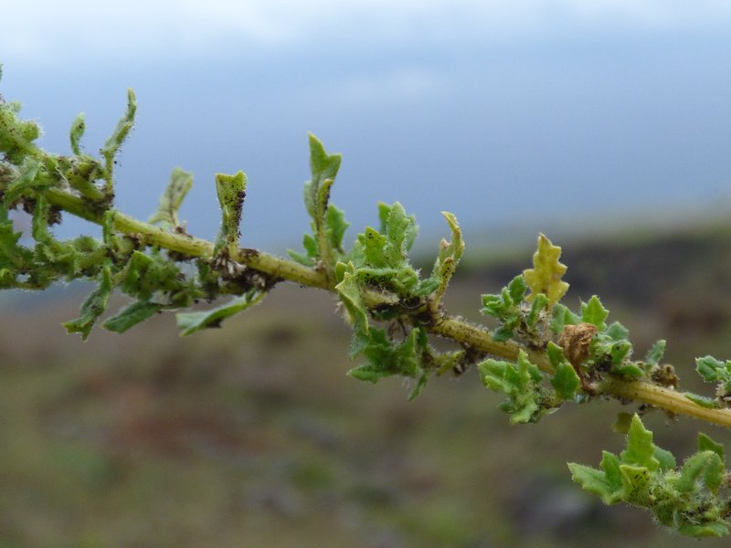 Keeled Wormseed photo 6