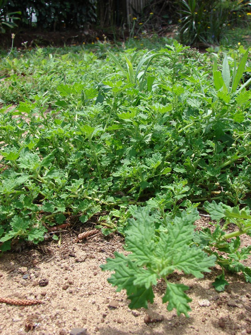 Keeled Wormseed photo 7