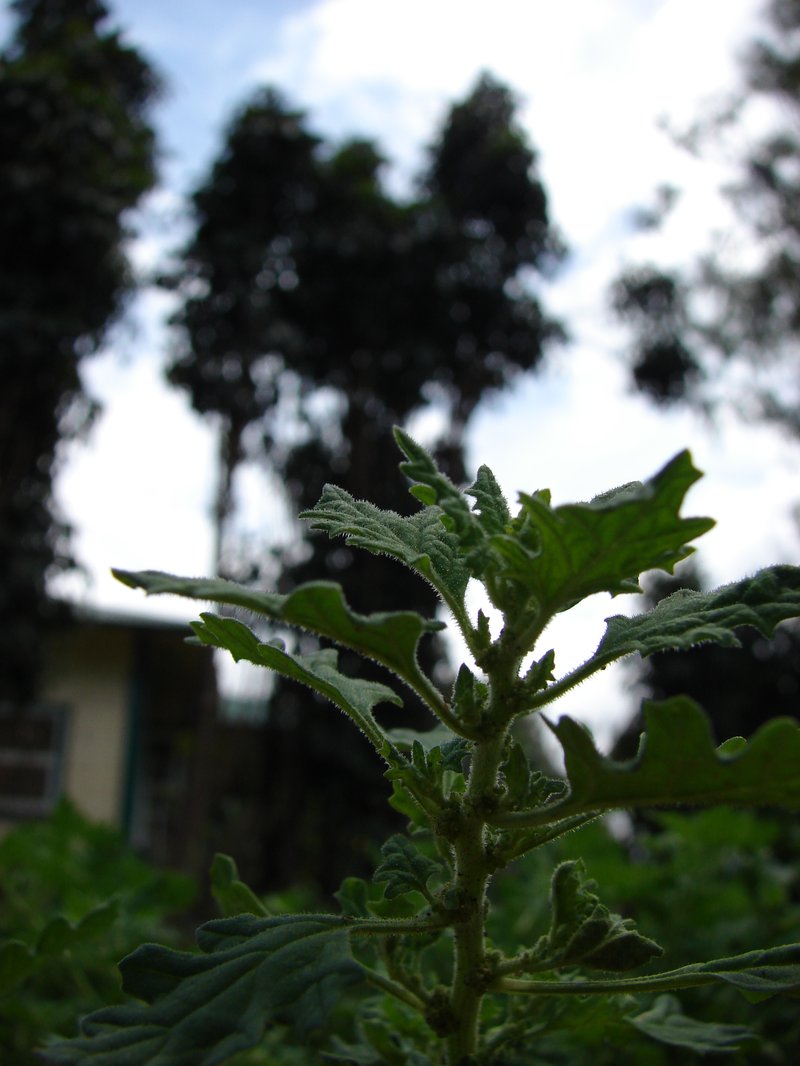 Keeled Wormseed photo 8